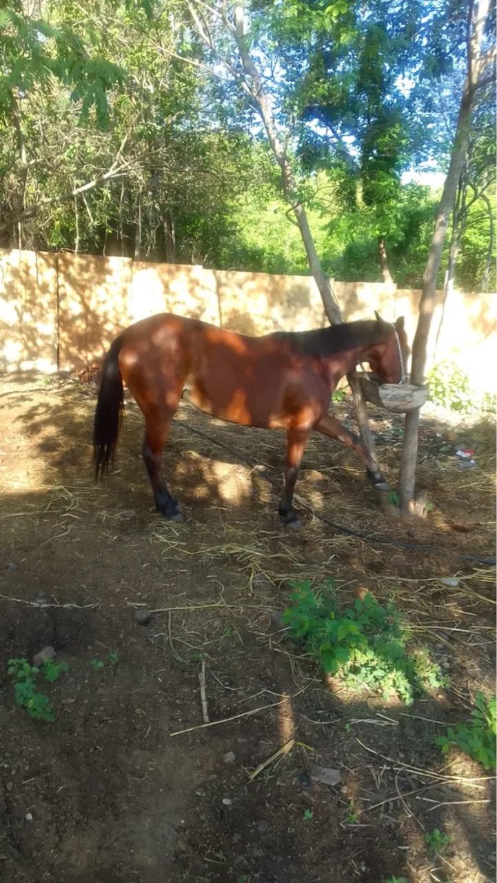 Vende-se Egua Mestiça Prenha - Foto 3