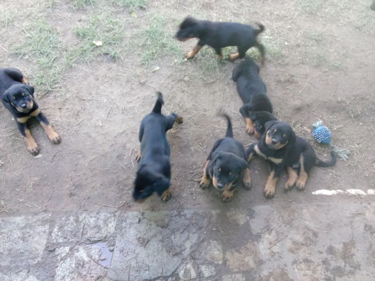 Rottweiler Filhote - Foto 3
