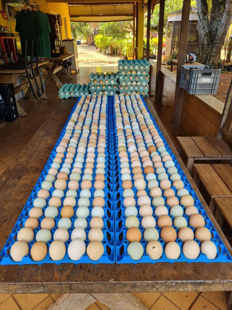 Ovos Ferteis(Galados) Galinhas GLC. As queridinhas do Brasil, ovos caipira colorido.  - Foto 4