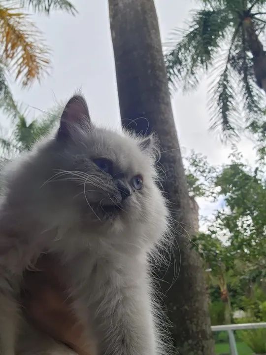 Casal Gato persa  - Foto 5