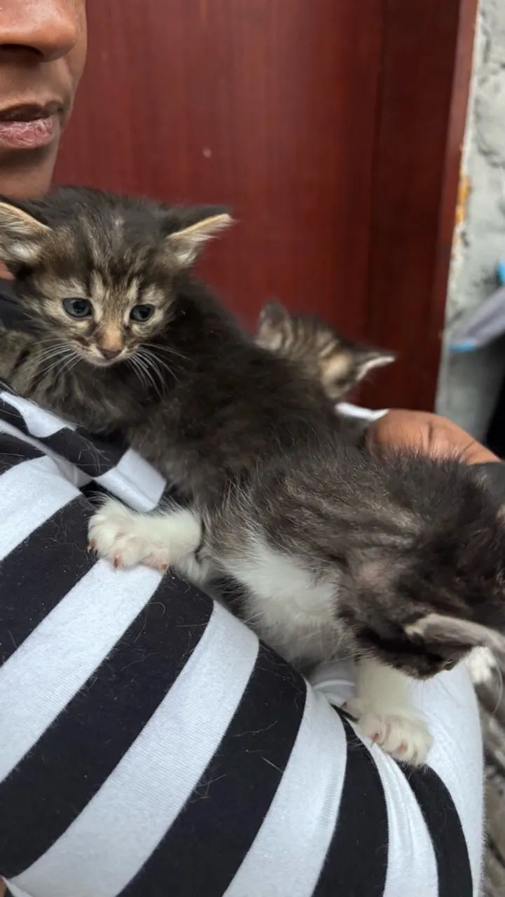 gatinhos para adoção  - Foto 4