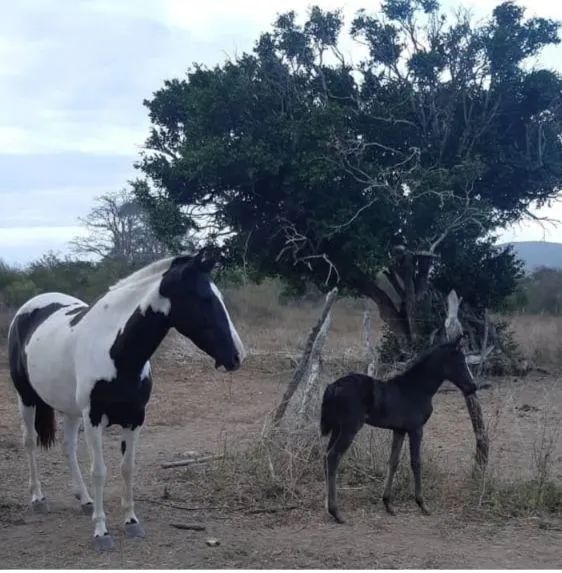 Vende-se ou troca potra mangalarga marchador 08 meses  - Foto 4