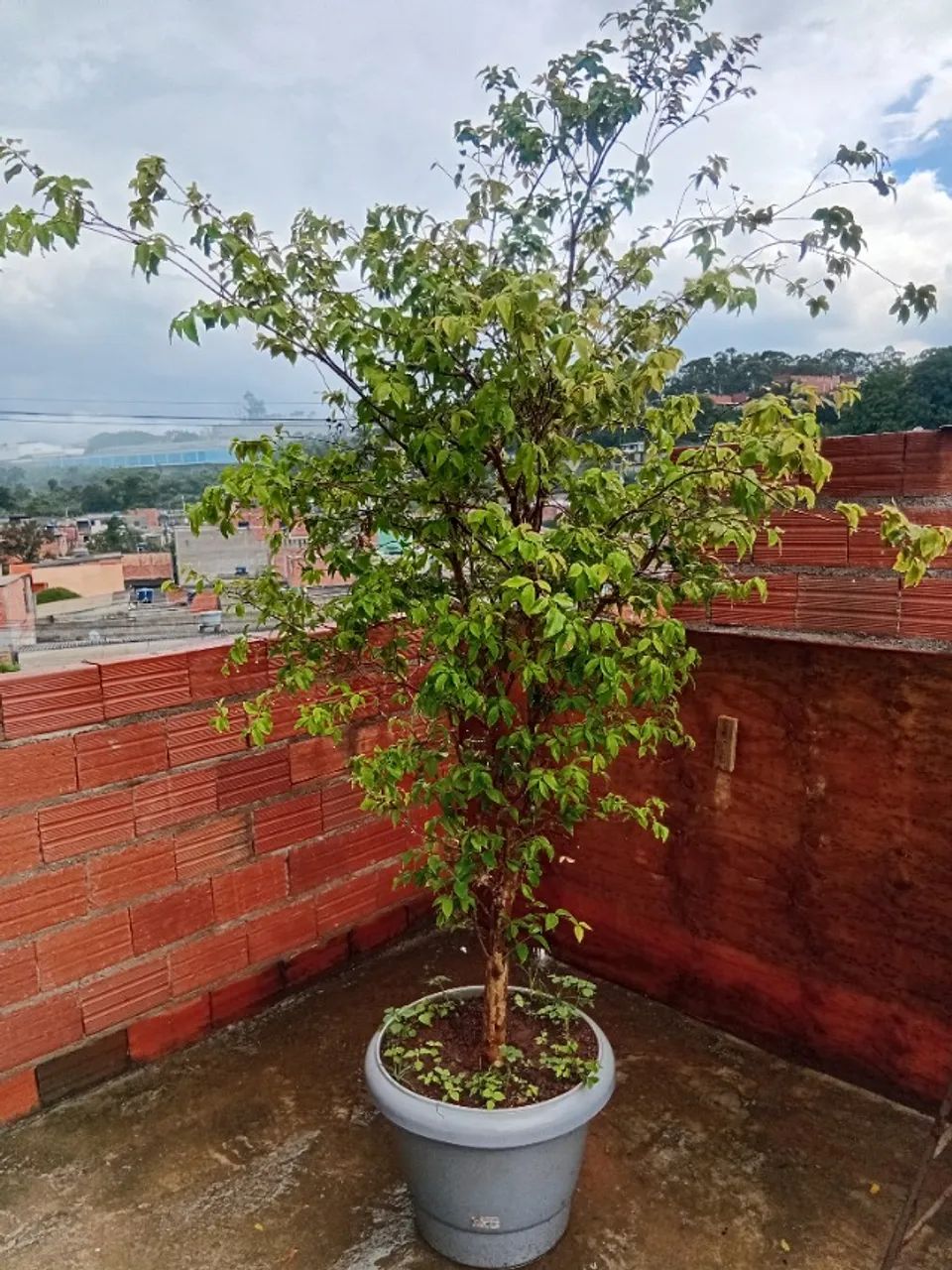 Jaboticaba, goiaba e acerola  - Foto 3