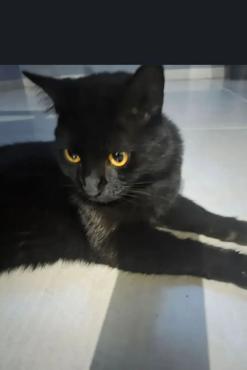 Doação de uma gata