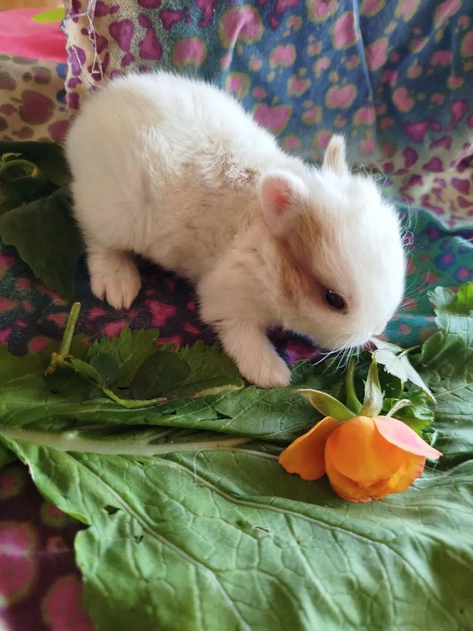 Mini coelhos  - Foto 4