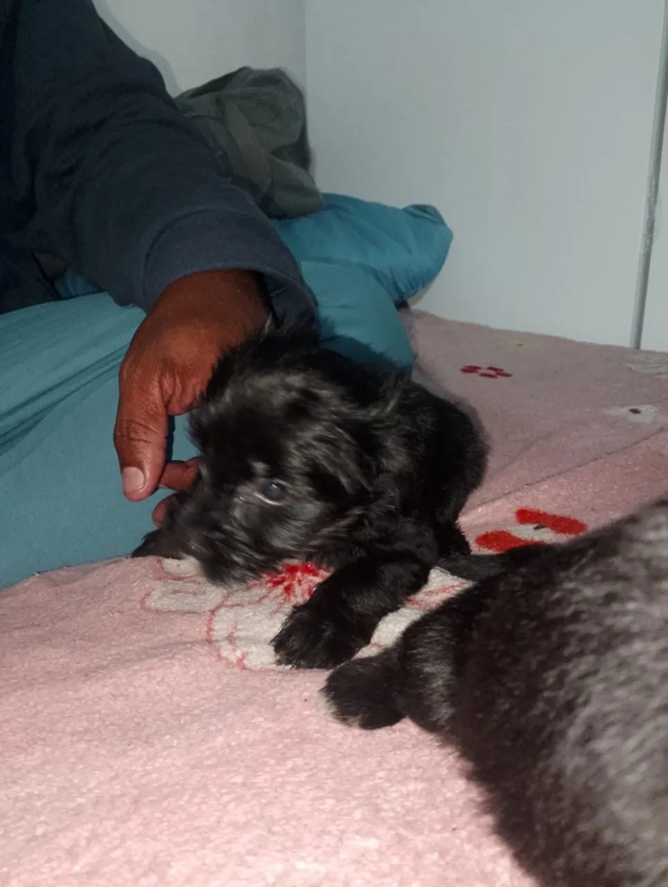 Cachorro  - Foto 3