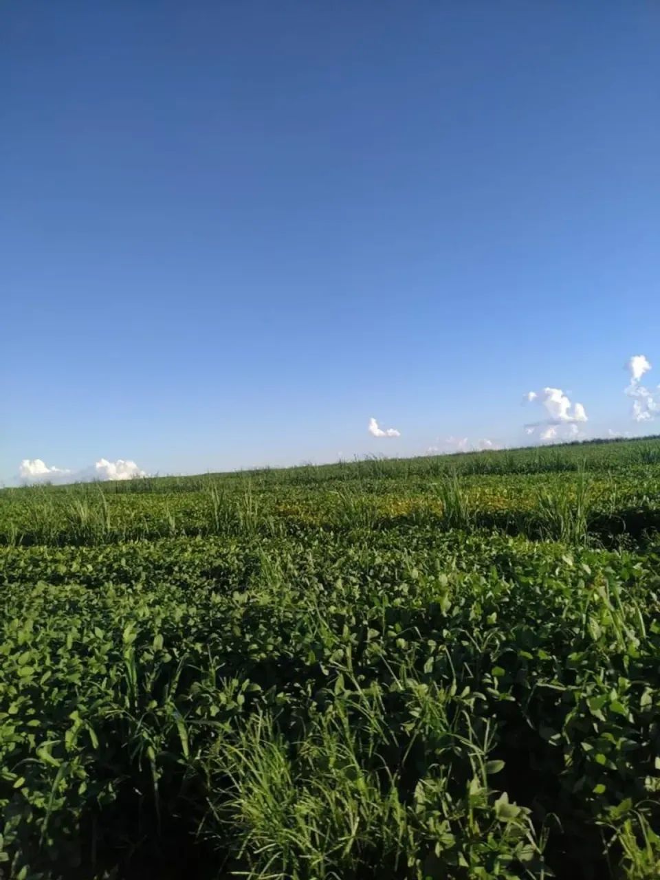 Vendo fazenda uberaba Uberlândia - Foto 2