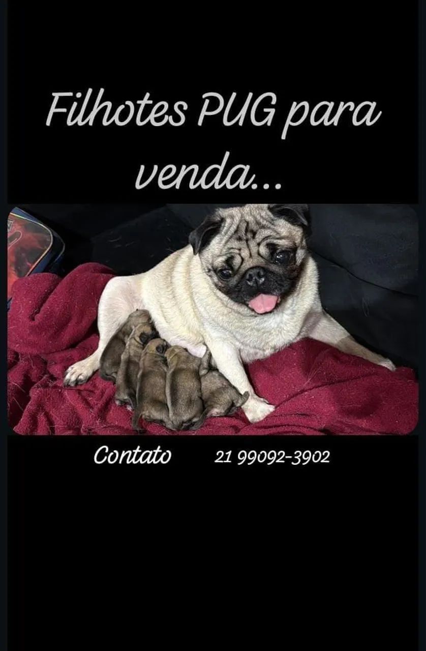 Filhotes de Pug  - Foto 6