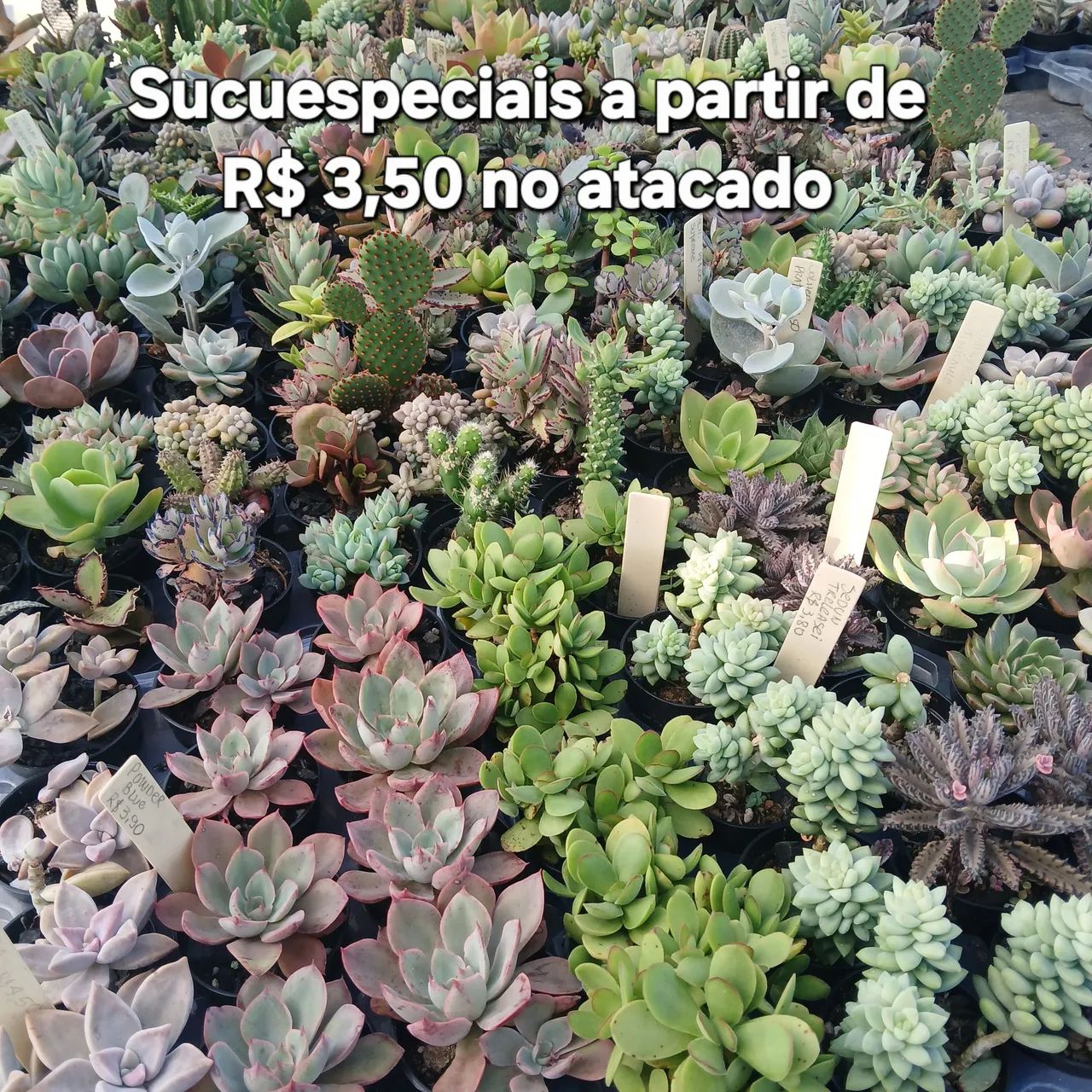 Suculentas e Cactos - Foto 3