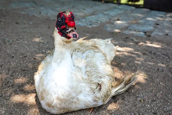 Pato caipira