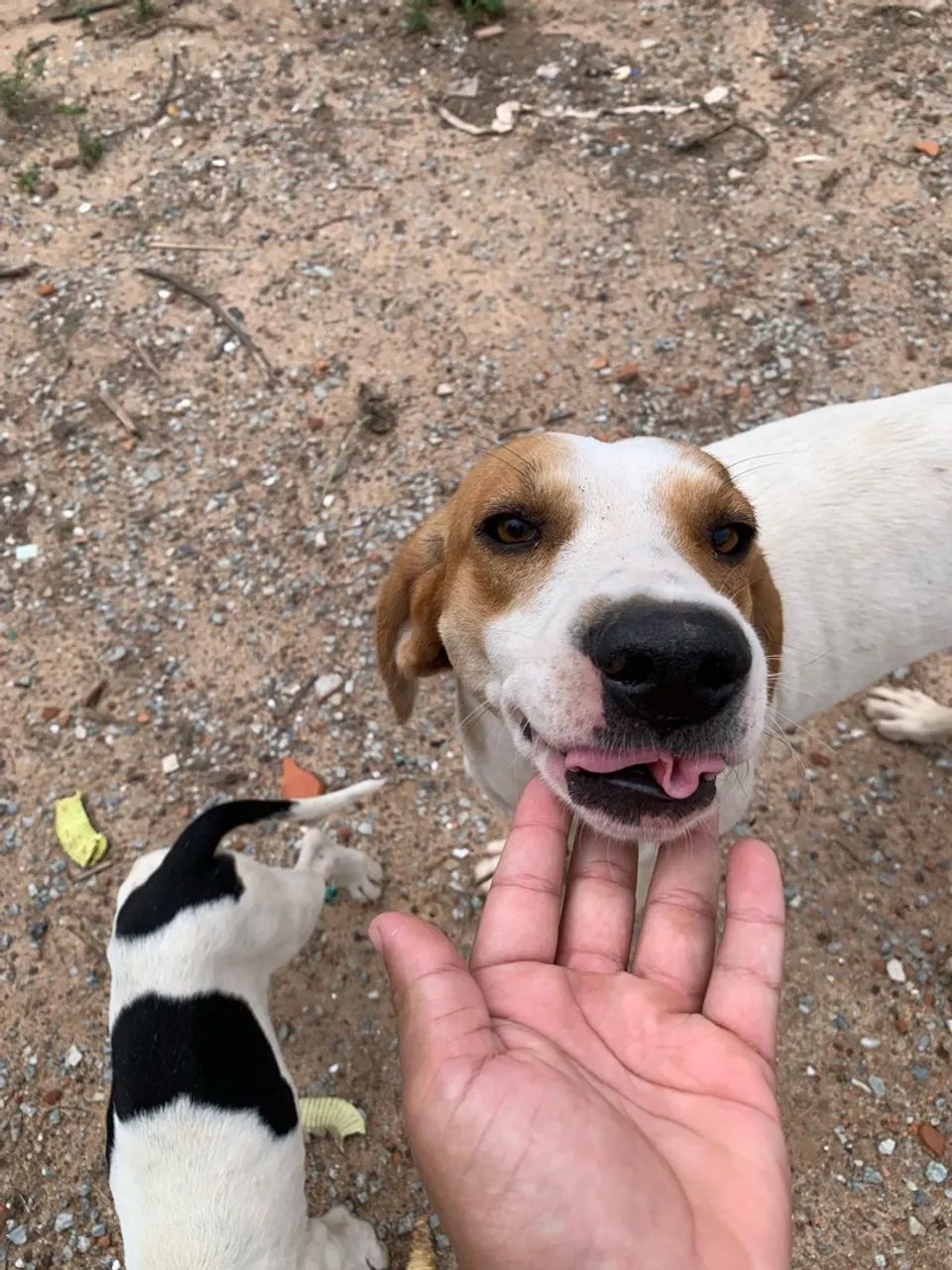 Cachorra caçadora pai e mãe no anúncio  - Foto 4