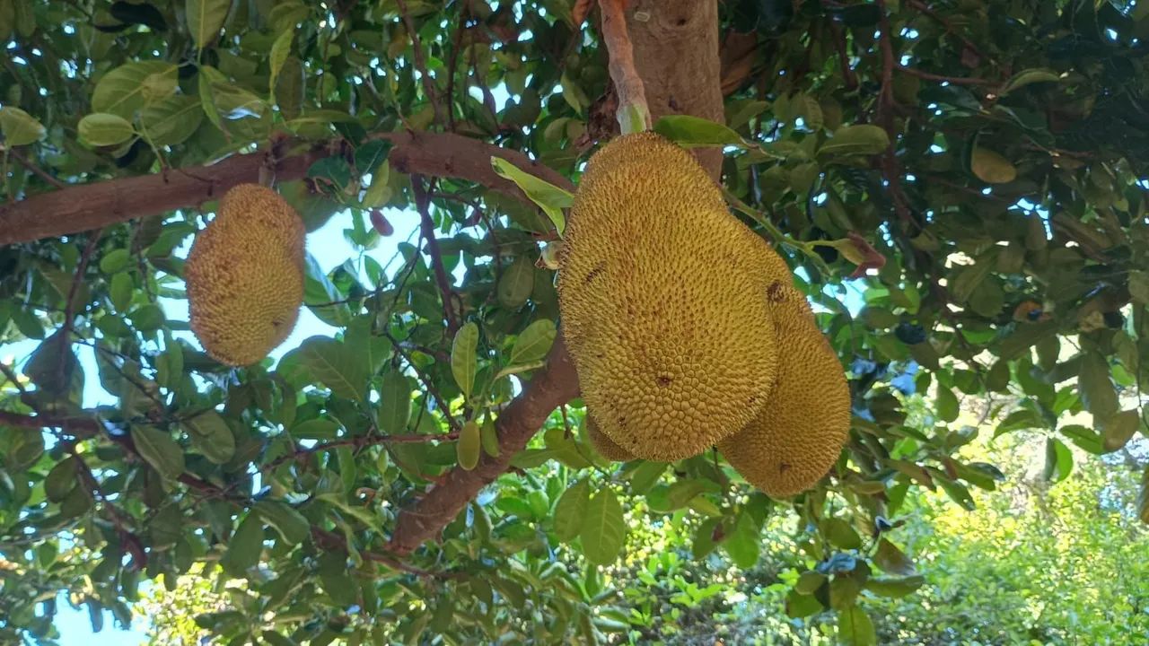 vendo ou troco chácara  - Foto 5