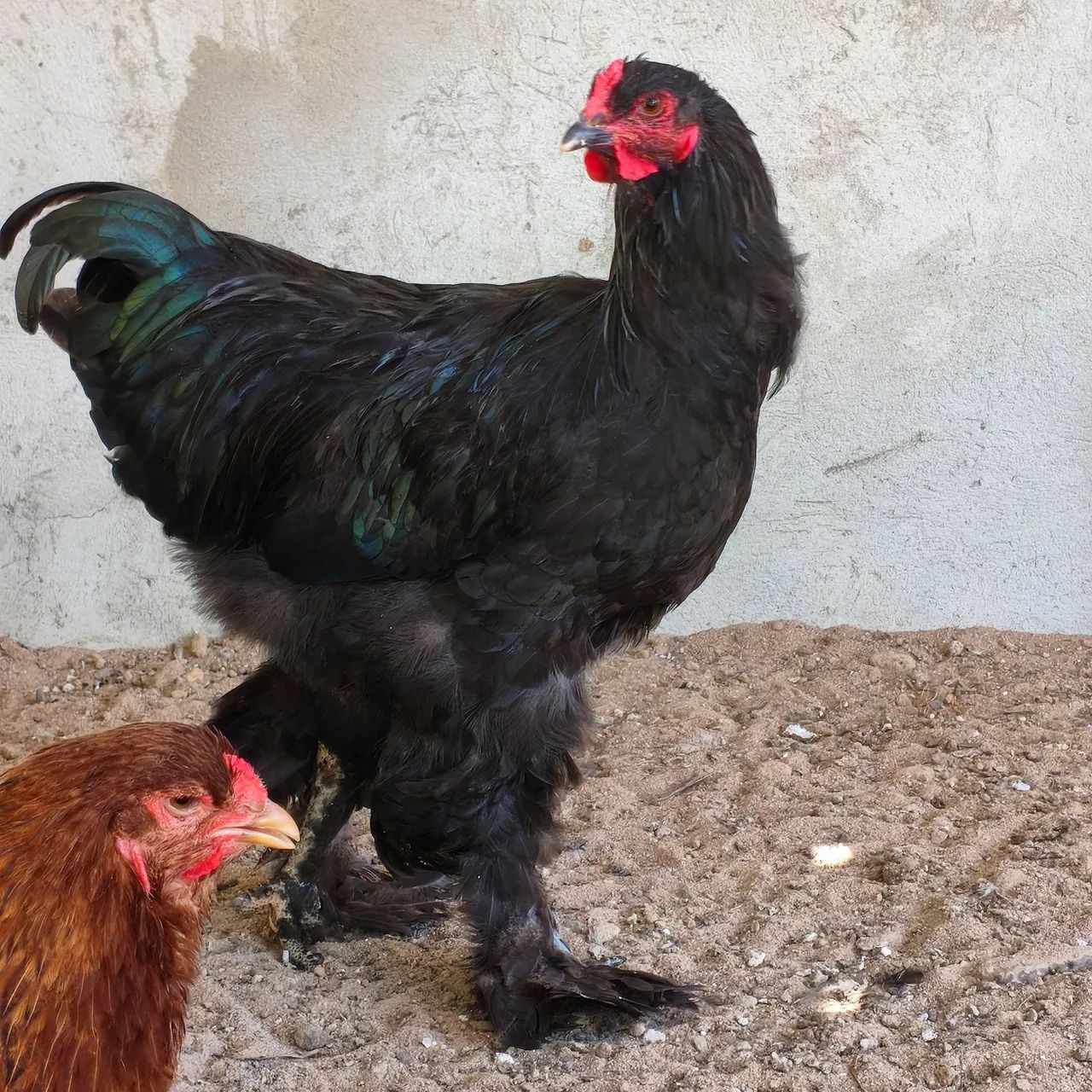 Galo, Frango Brahma  - Foto 2