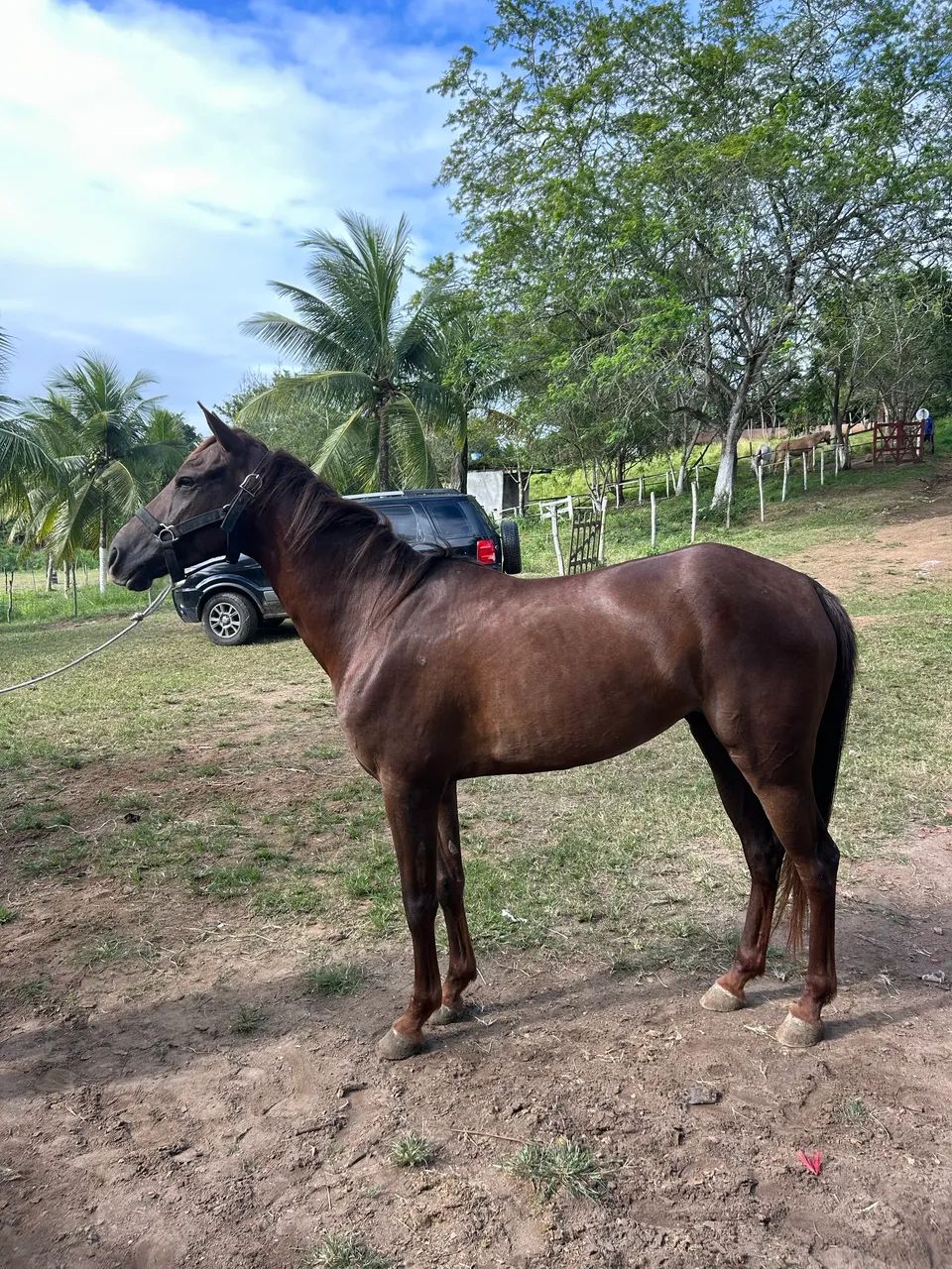 POTRA QM SEM DOCUMENTO  - Foto 2