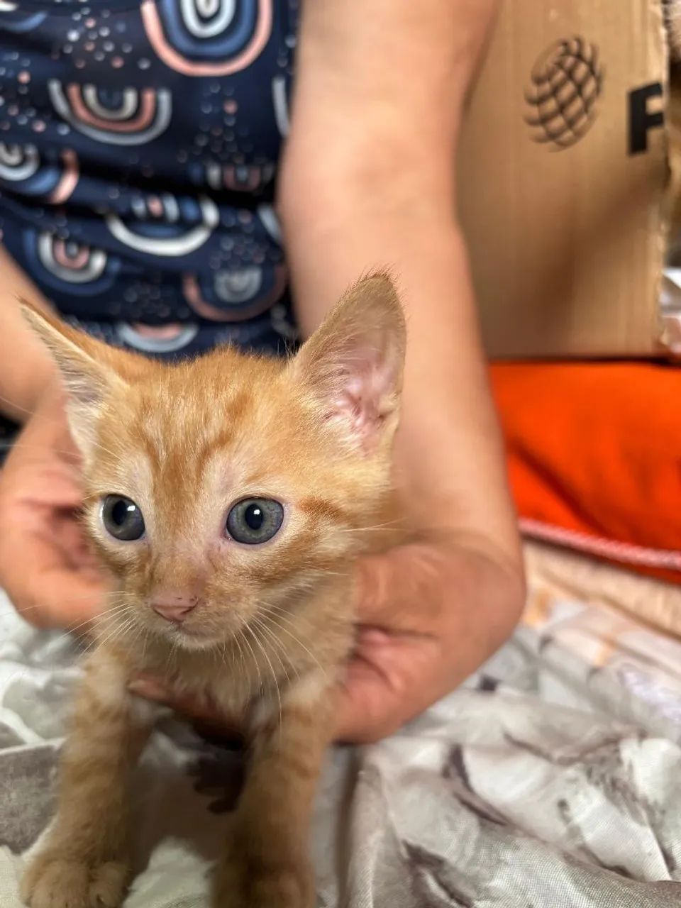 Doa-se gatinhos - Foto 5