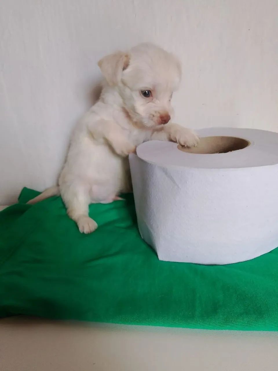 Poodle Toy ?  - Foto 5