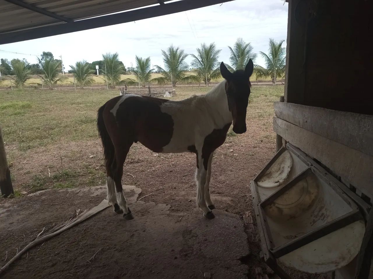 Oportunidade!!! Potro Campolina Pampa - Genética de Marcha e Estrutura leia o anúncio
