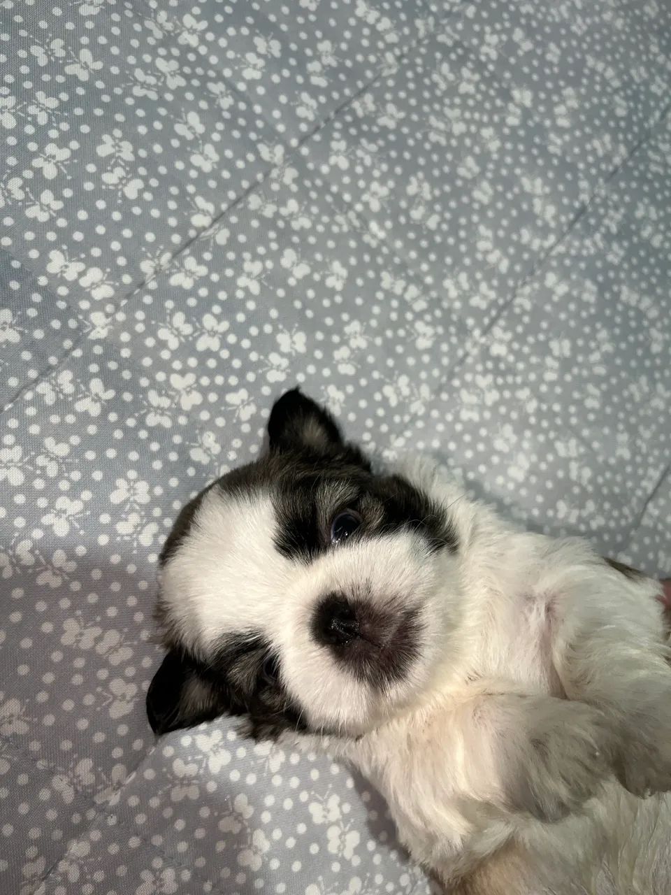 Filhotes de Shihtzu - Foto 5