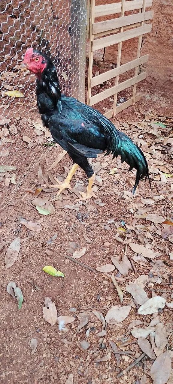 Frango bico curto  - Foto 2
