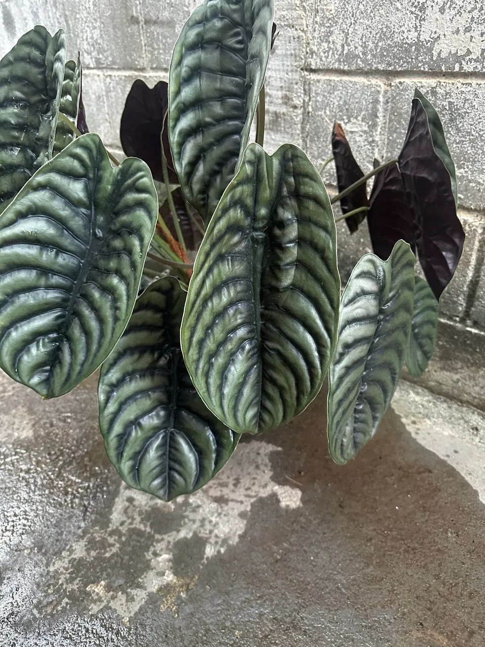 Alocacia cuprea - Foto 3