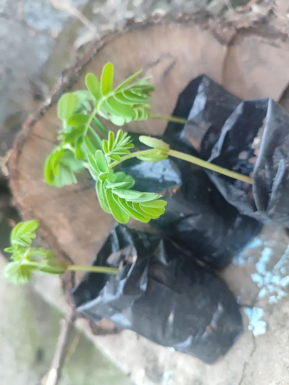 Mudas de tamarindo  - Foto 2
