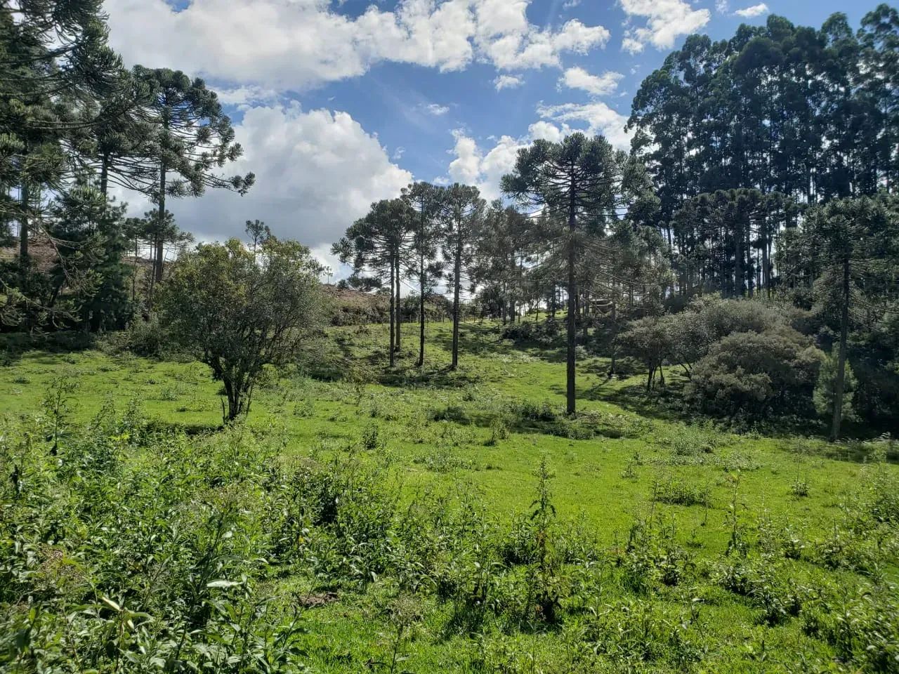 Terreno Próximo à Cidade com Rio nos Fundos - Foto 2
