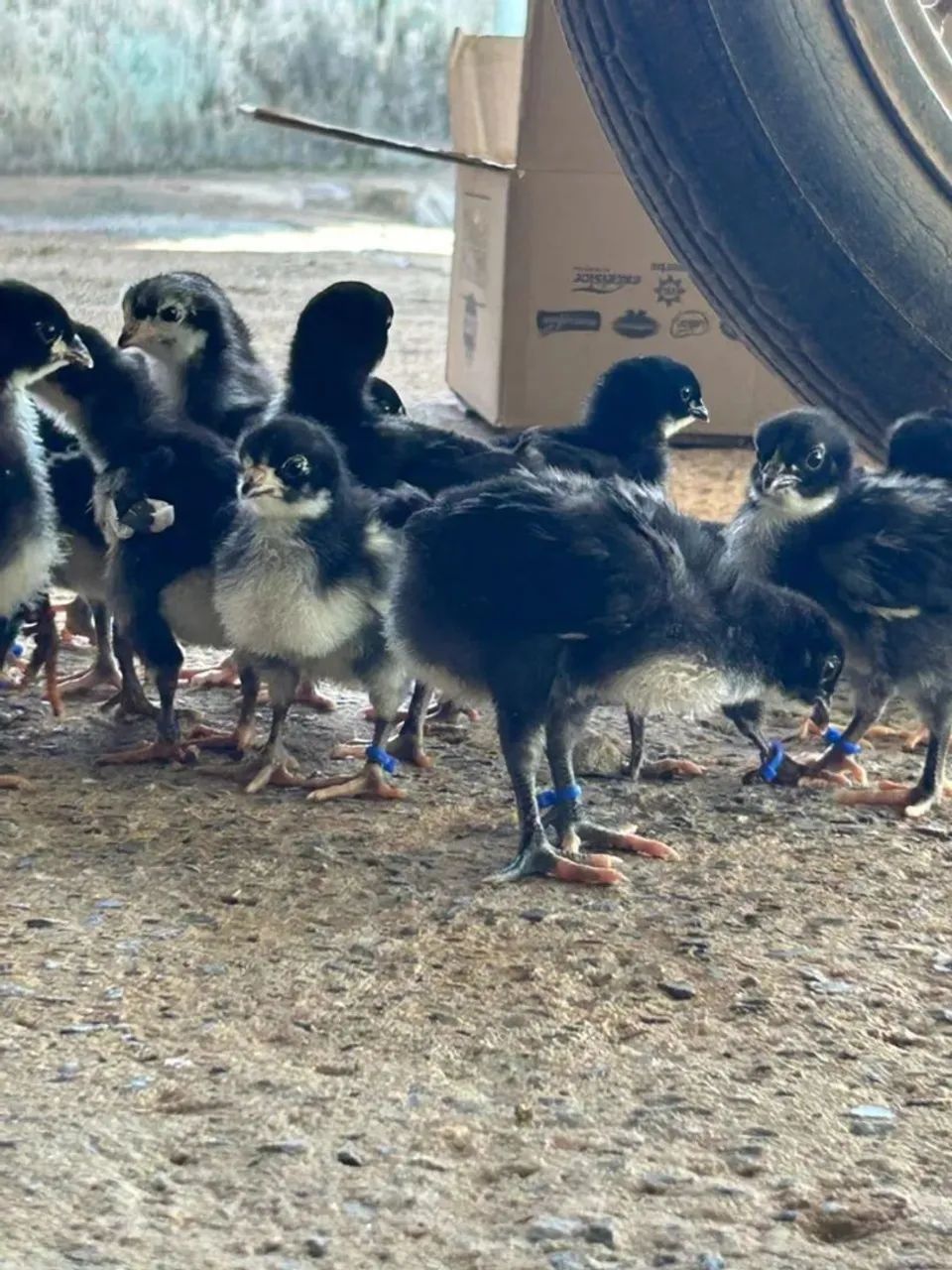 Vendo pintinhos com 1 mês gigante negro 