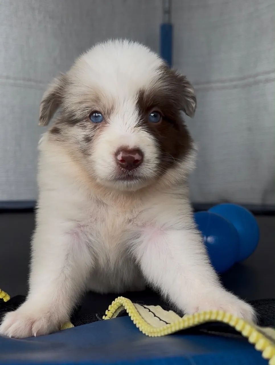 Border Collie (Macho e Fêmea) - Foto 4