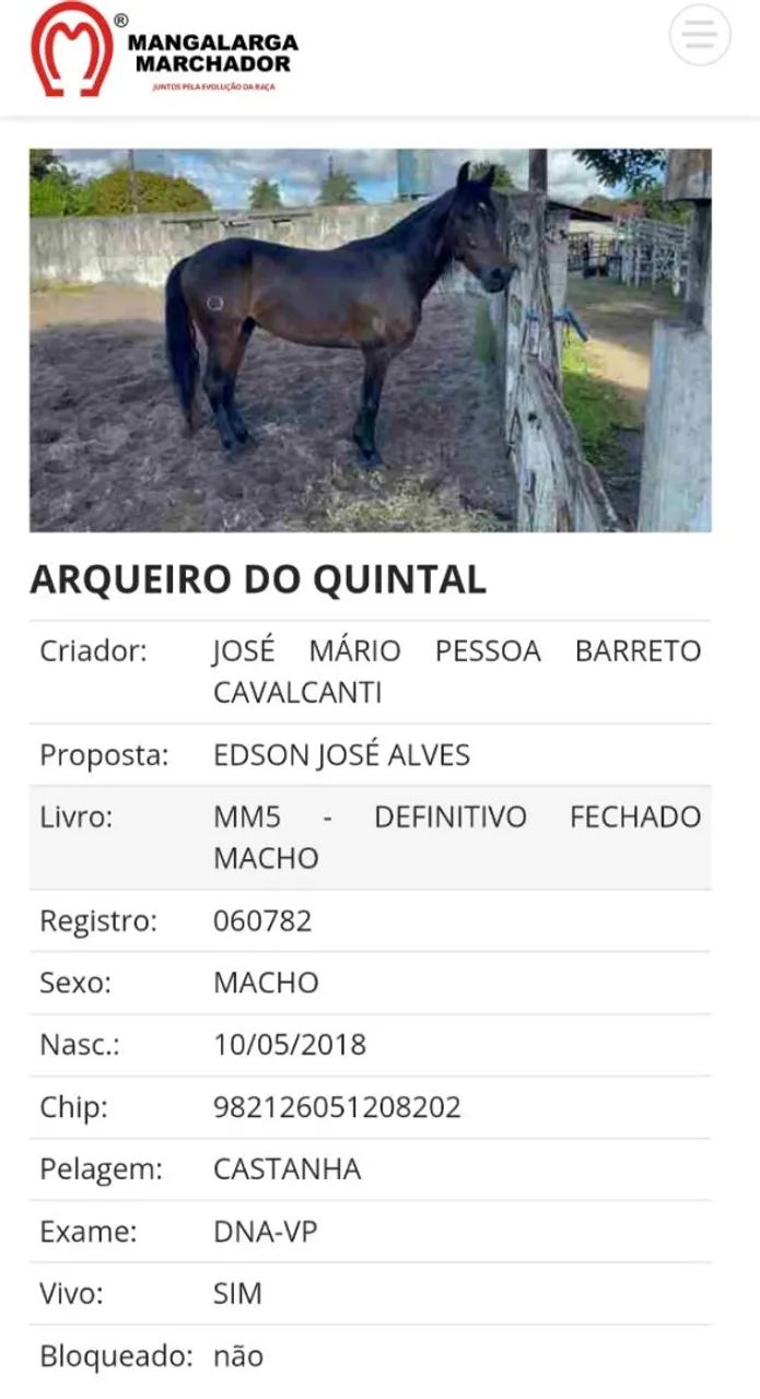 Cavalo (filho do Iraque Pontal) - Foto 4