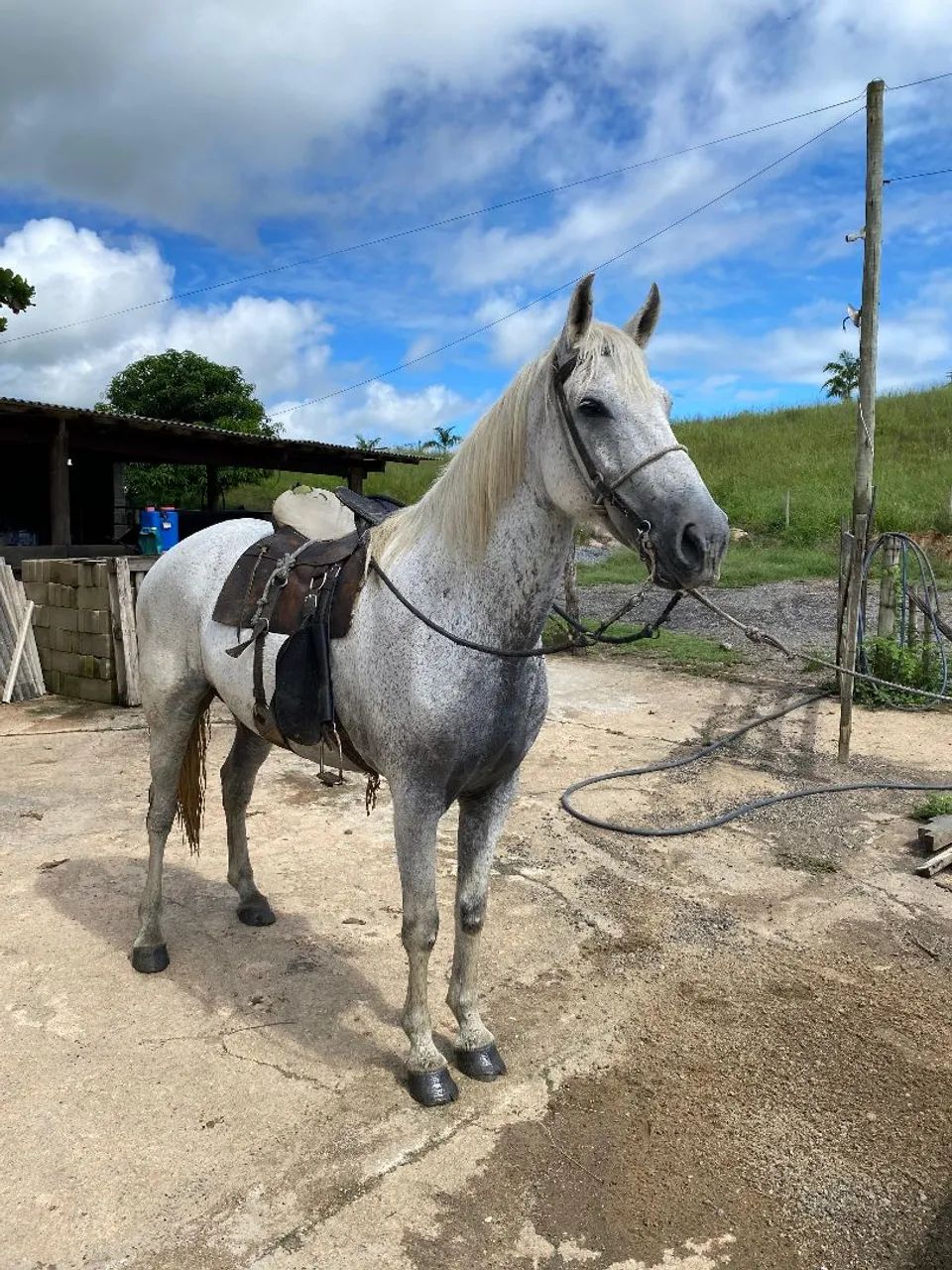 Cavalo para trabalho e passeio 
