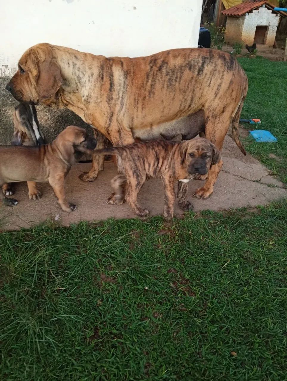 Fila Brasileiro 