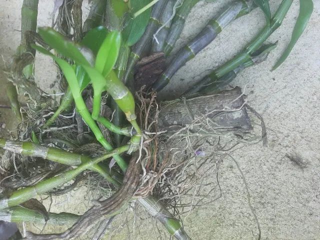 Orquídea olho de boneca - Foto 2