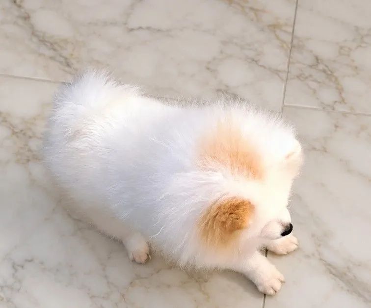 Lulu da Pomerânia Anão MACHO Spitz alemão anão  - Foto 3
