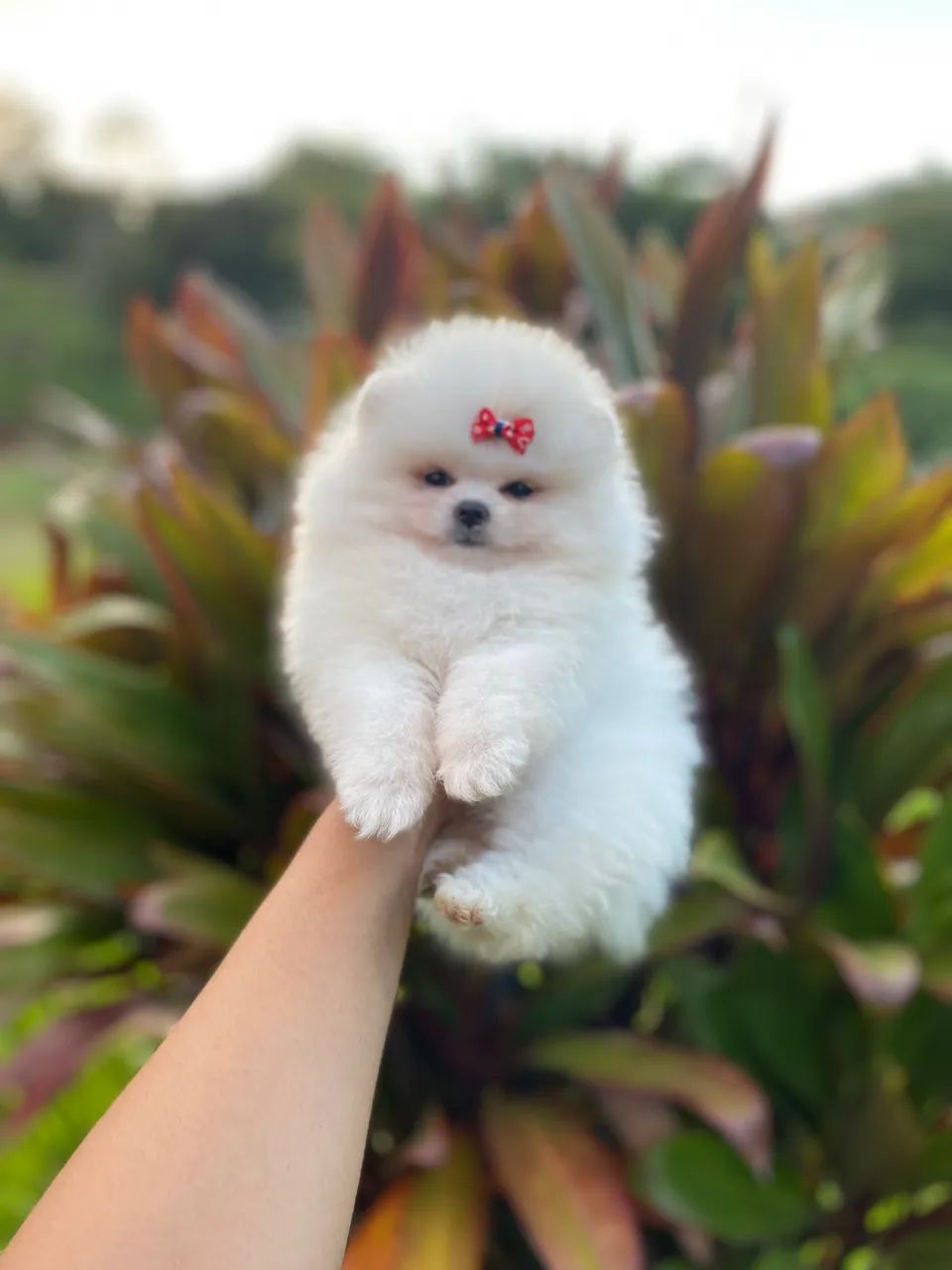 Spitz alemão ,  Lulu da pomerania anão ursinho vc encontra aqui! - Foto 3