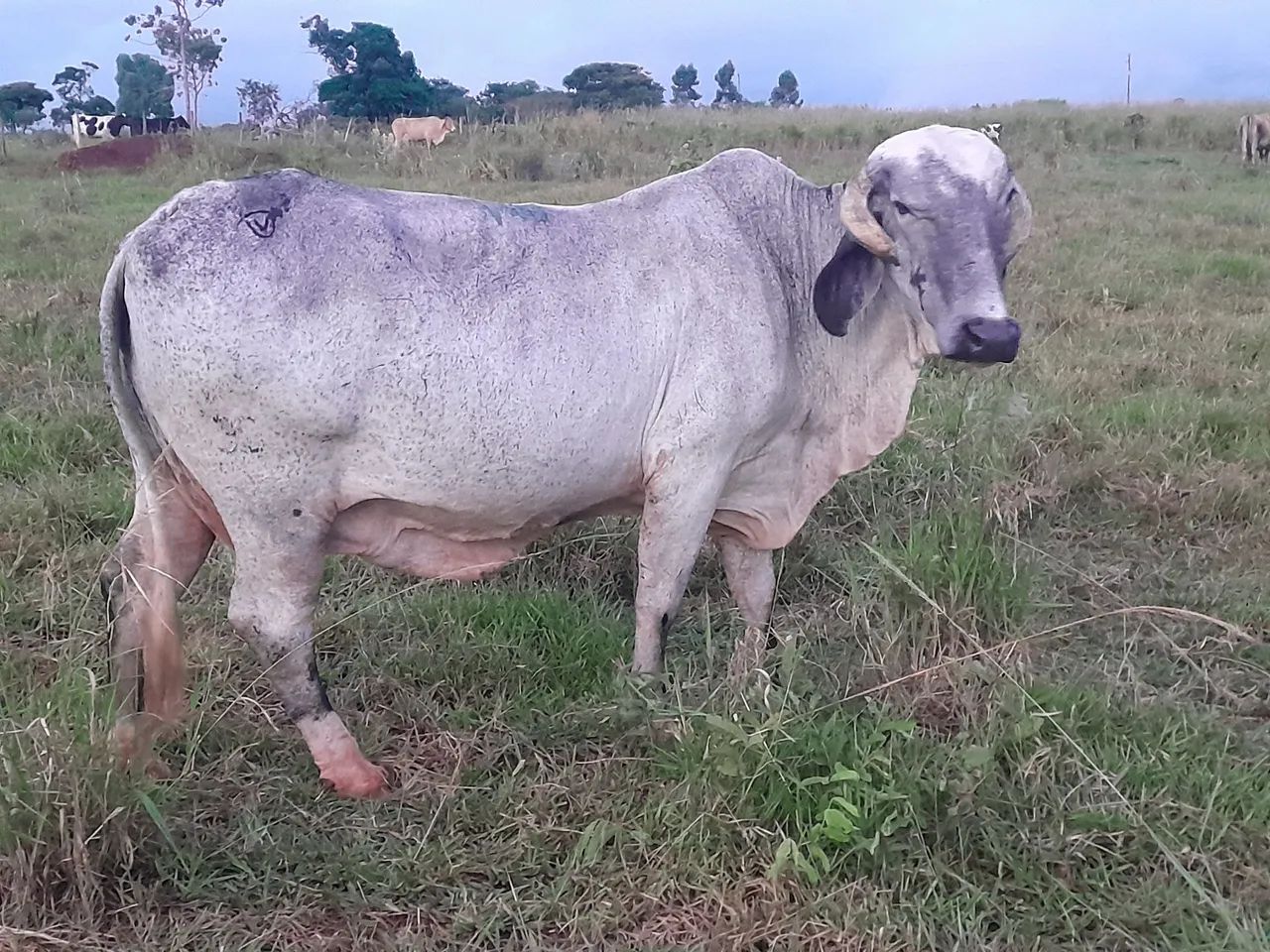 Novilhas e vacas leiteiras 
