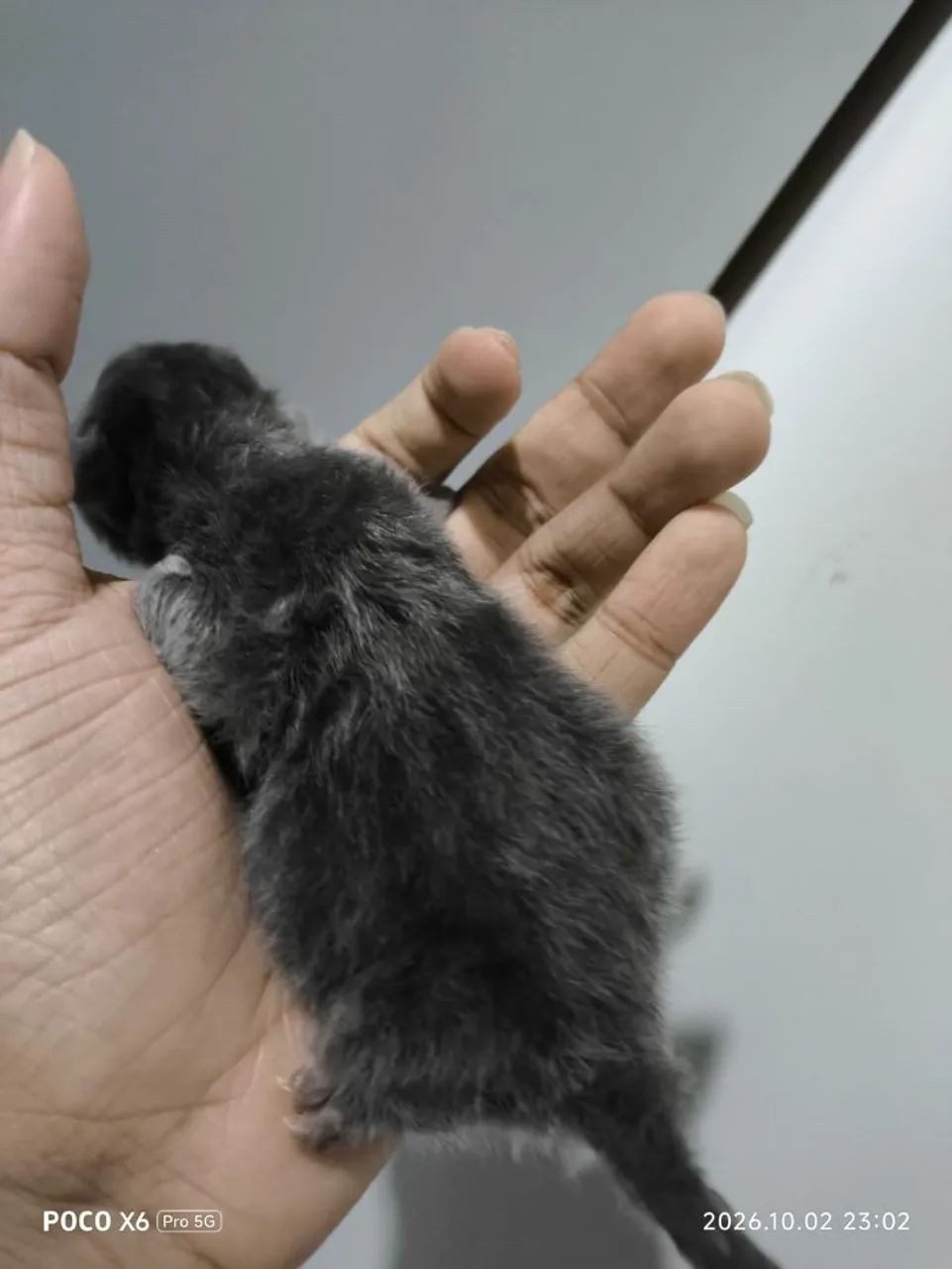 Gato Persa