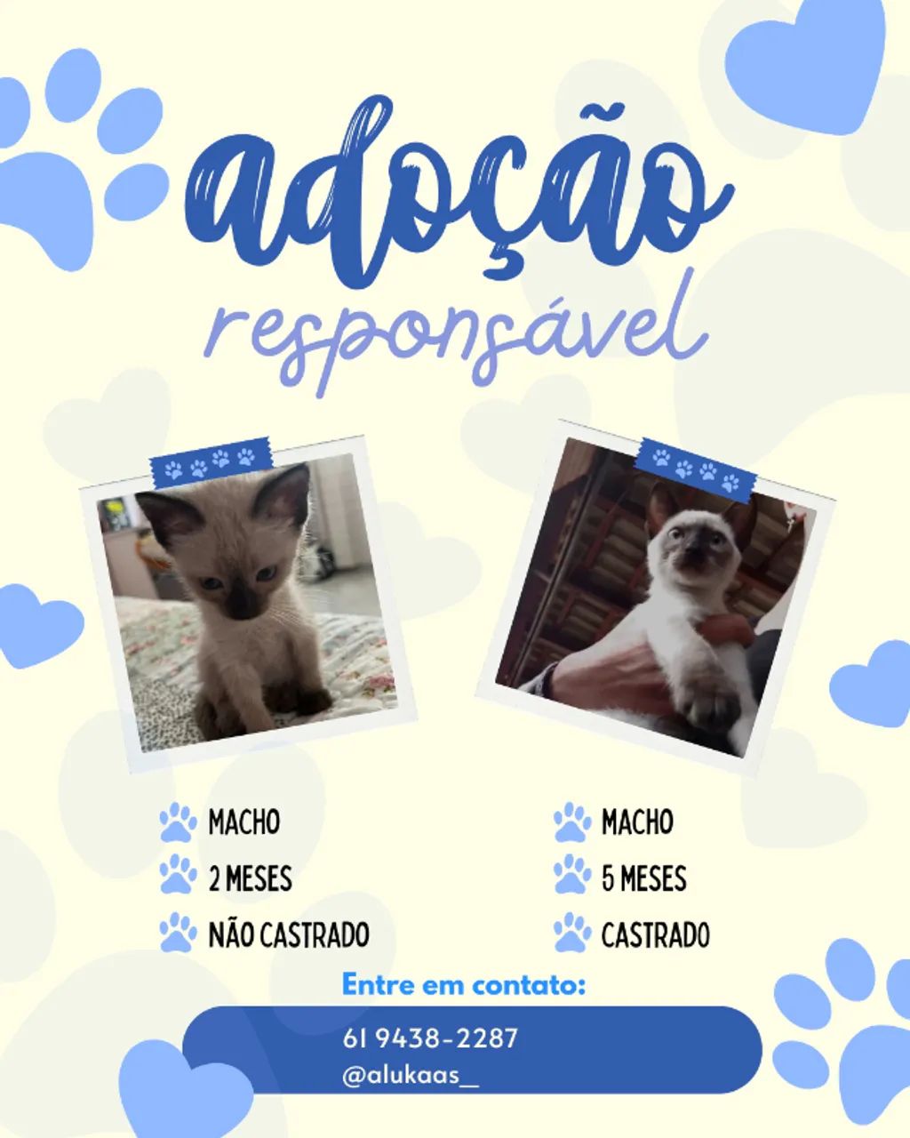 Adoção de gato