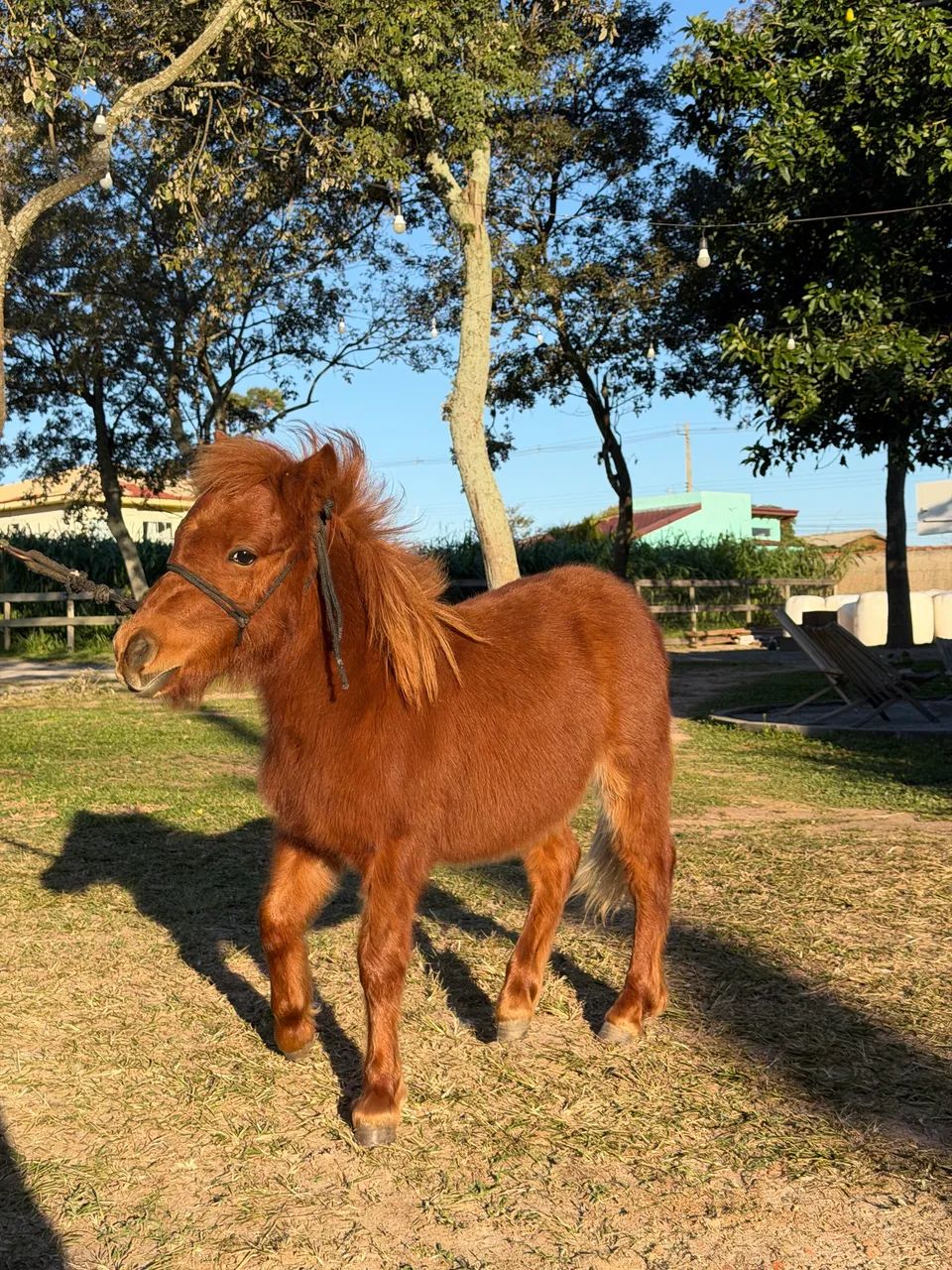 Mini pônei 