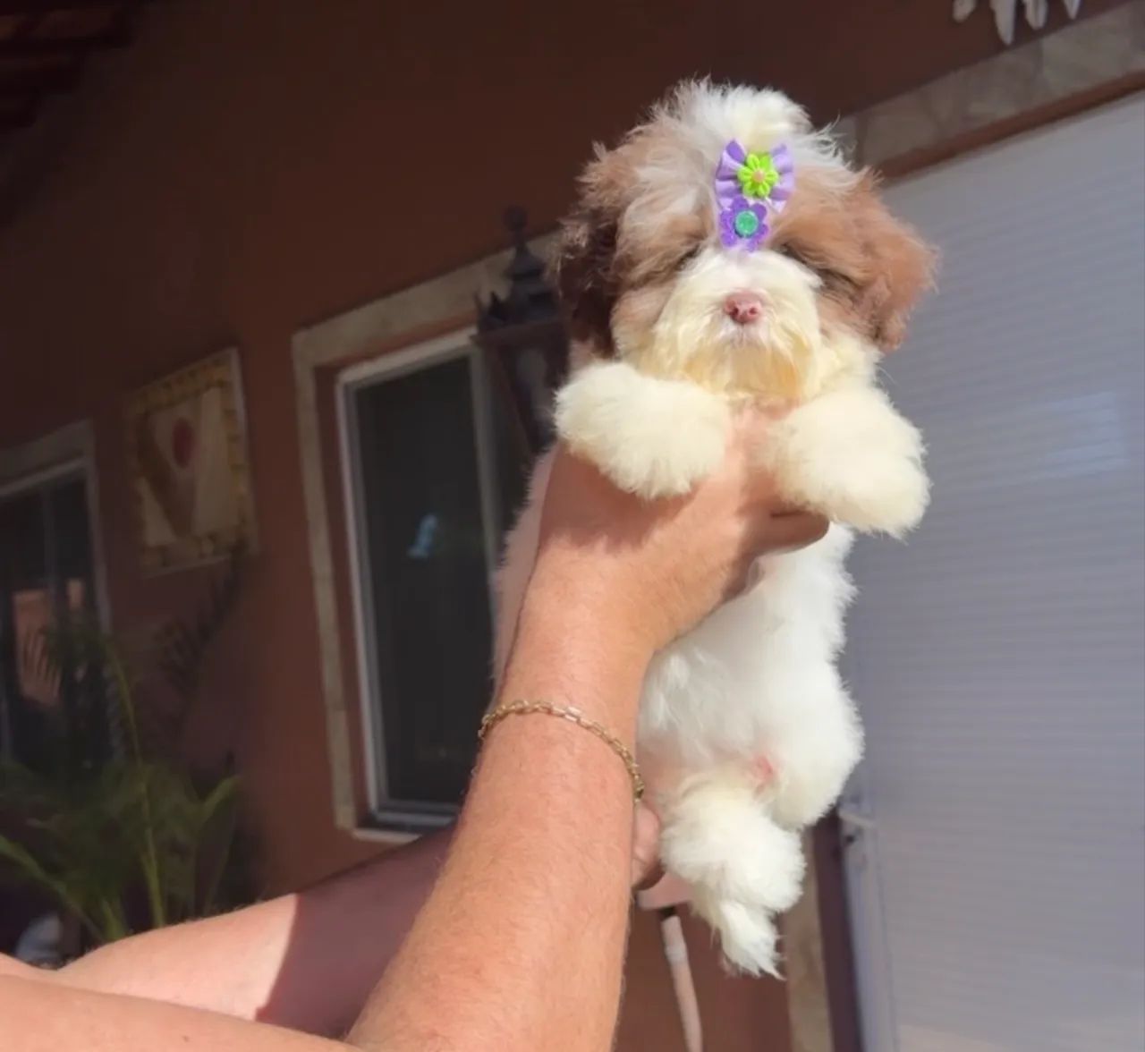 Lhasa apso belíssimos em até 18x com kit grátis 