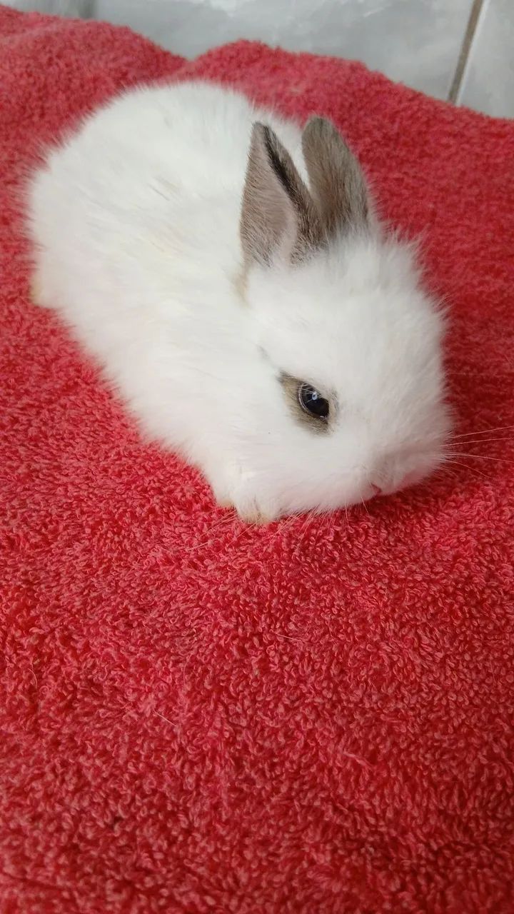 Mini Lion Head  - Foto 2