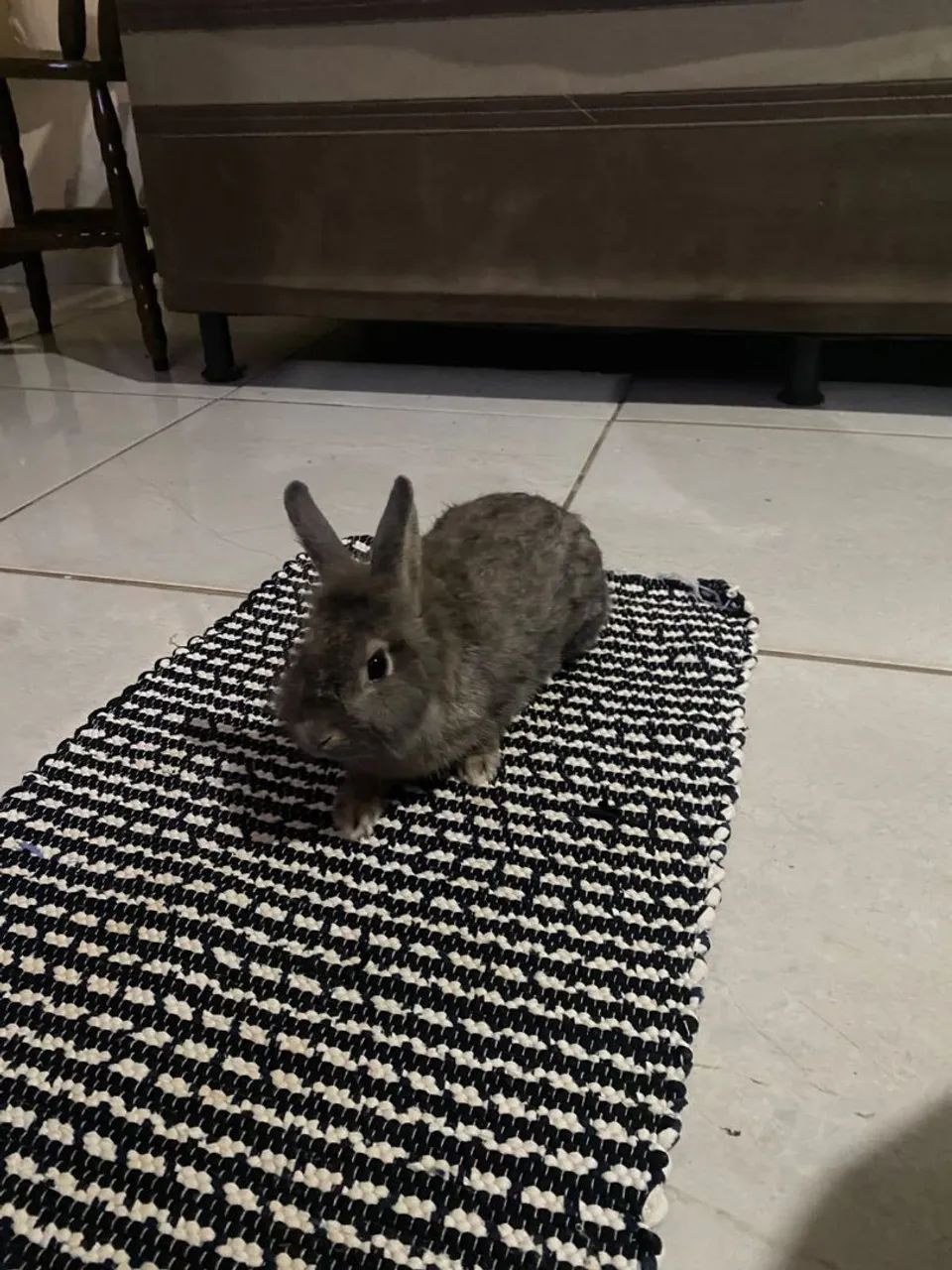 Coelho - Foto 2