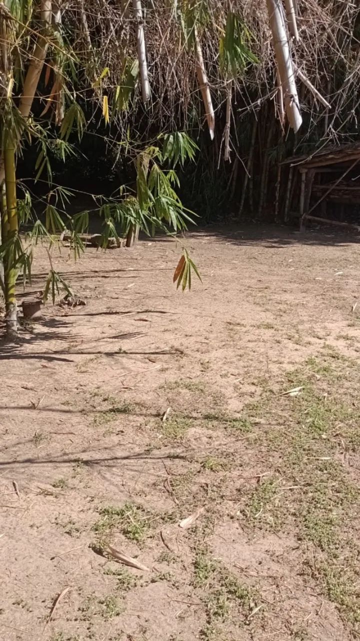 Rancho em Guatapará  - Foto 3