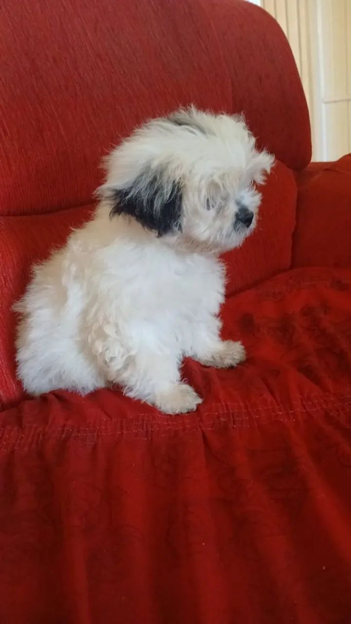 Cachorro  - Foto 5