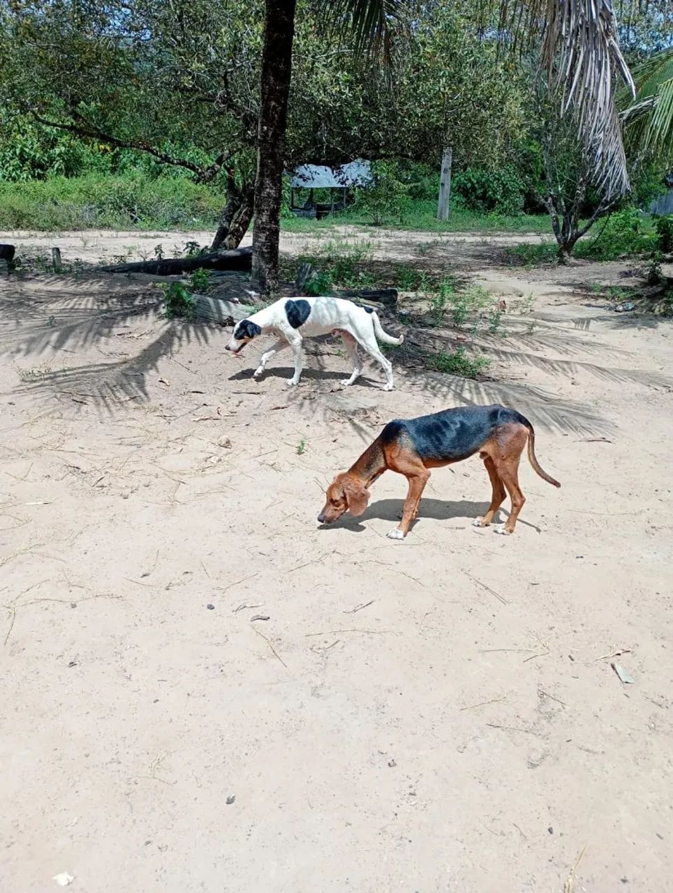 Cachorro americano  - Foto 2