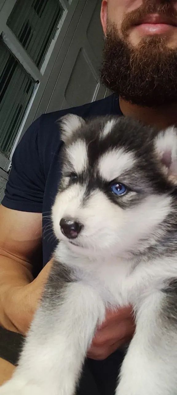 Filhotes Husky  - Foto 3