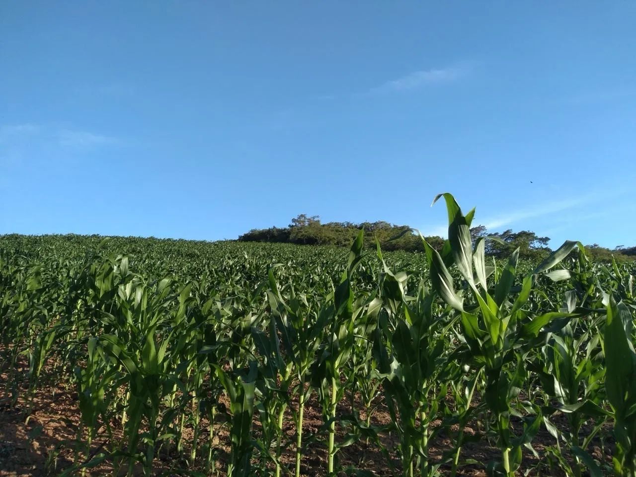 Fazenda Rio da Cova  - Foto 5