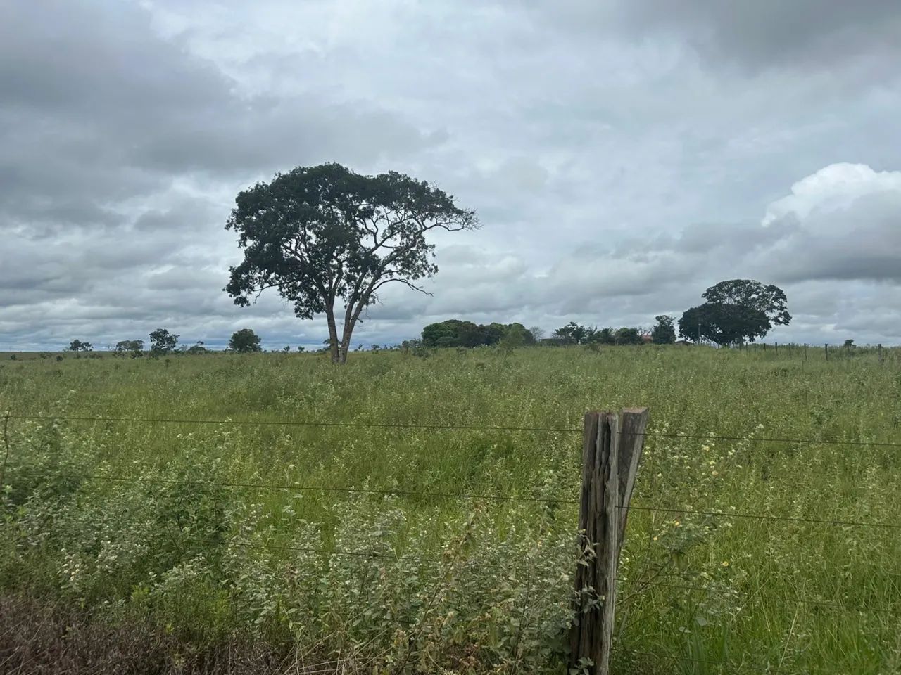 Fazenda dupla aptidão  em frutal Minas Gerais  - Foto 3