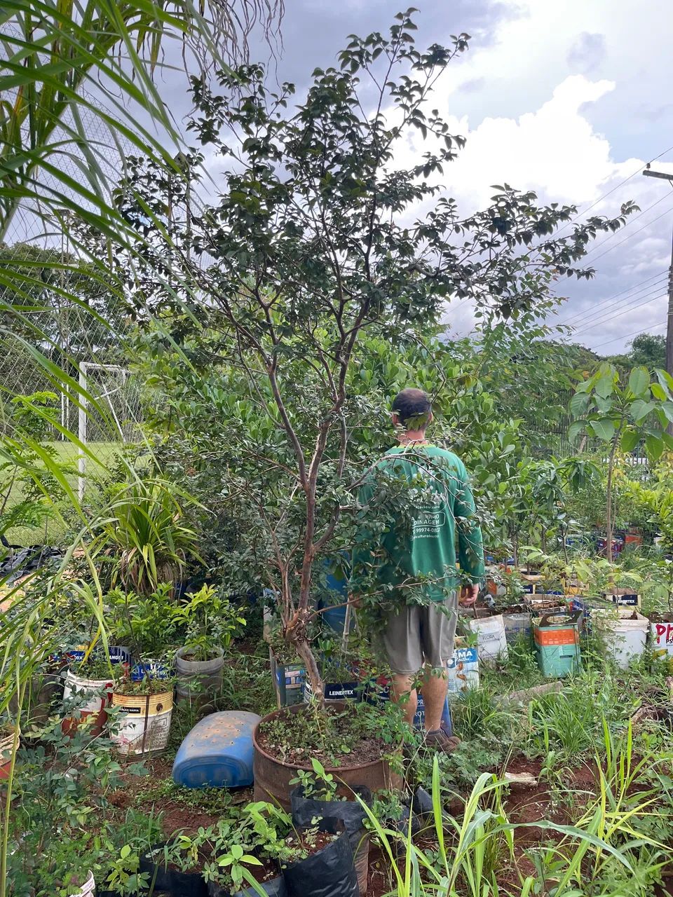 Mudas de jaboticaba Sabará  - Foto 2