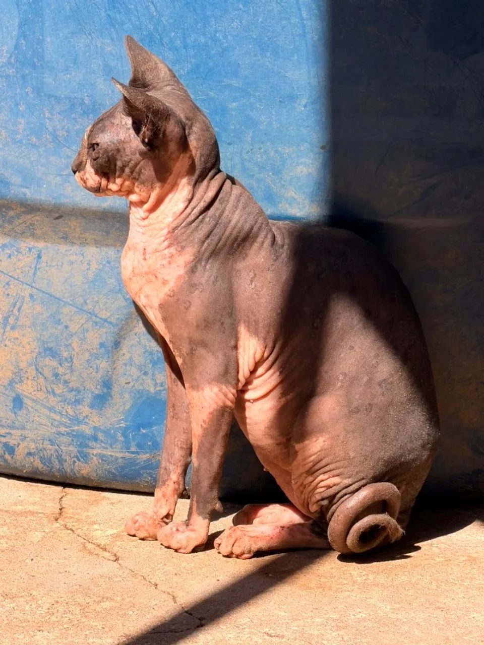 Sphynx macho reprodutor - Foto 3