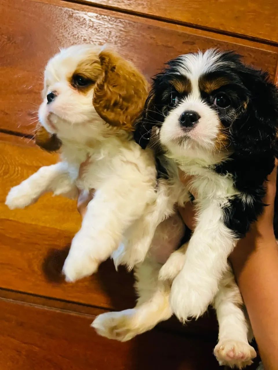 Imperdível! Cavalier king charles 